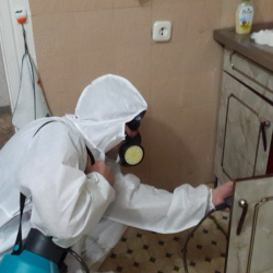 Дезинфекция от муравьев в квартире в Вихоревке